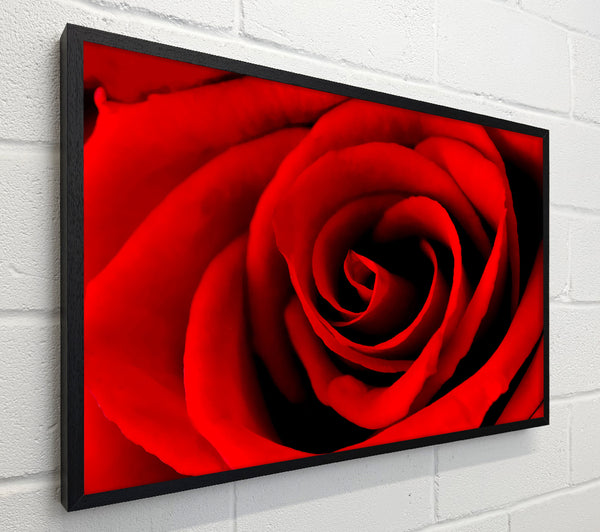 Red Rose Beauty