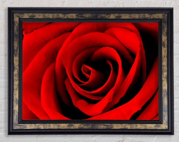 Red Rose Beauty Framed Print