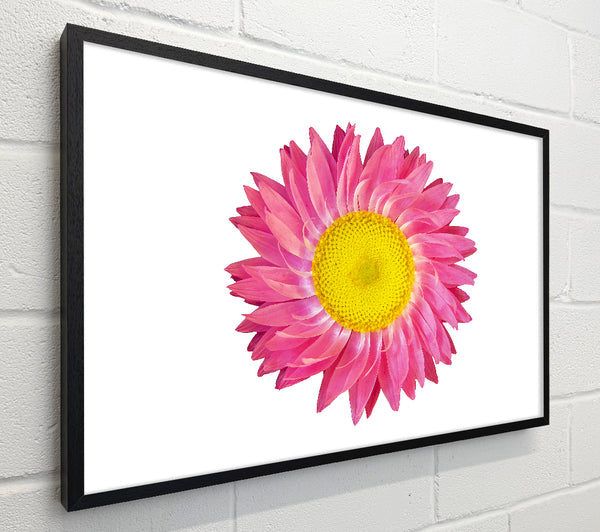 Pink Daisy Twist