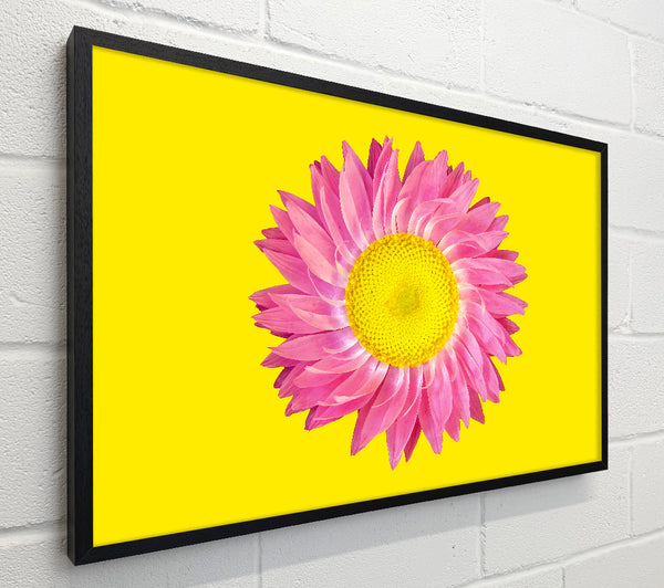 Pink Daisy On Yellow Twist