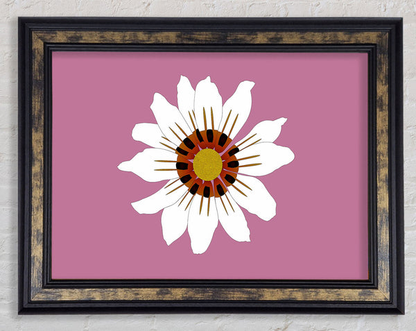 White Daisy Pinks Framed Print