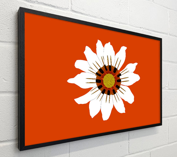 White Daisy Oranges