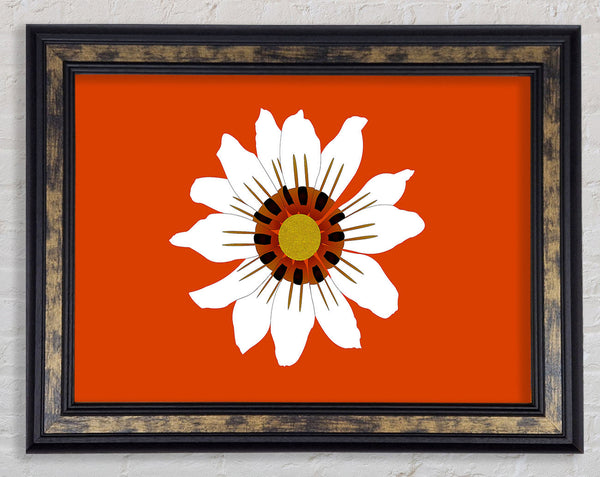 White Daisy Oranges Framed Print