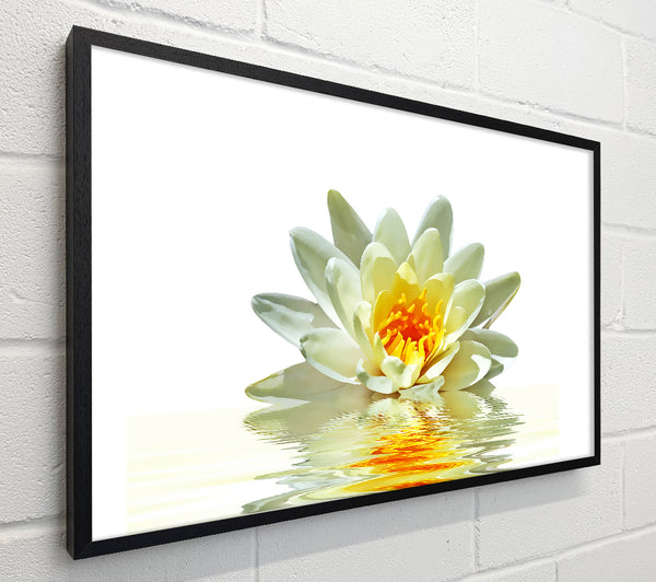 White Water Lily Reflection Petals