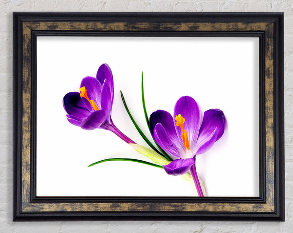 Purple In Bloom Framed Print