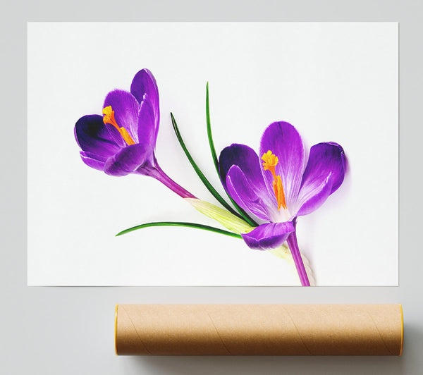 Purple In Bloom Poster