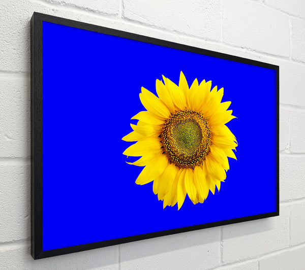 Sunflower Head On Blue