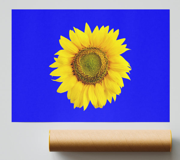 Sunflower Head On Blue Poster