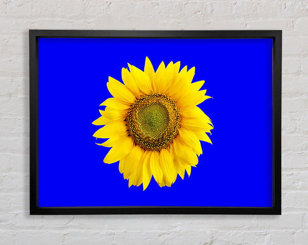 Sonnenblume Kopf auf Blau