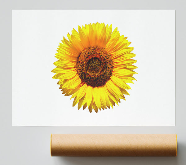 Yellow Sunflower Head Giclee Print