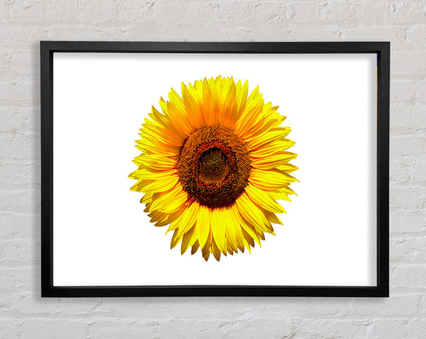 Gelber Sonnenblumenkopf