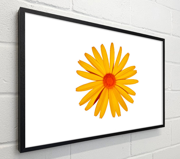 Yellow Daisy Face