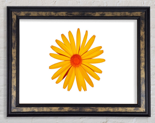 Yellow Daisy Face Framed Print