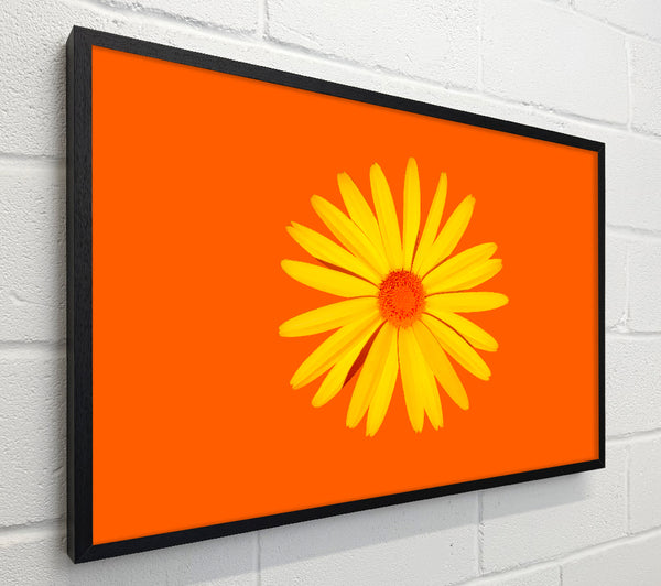 Yellow Daisy Face On Orange