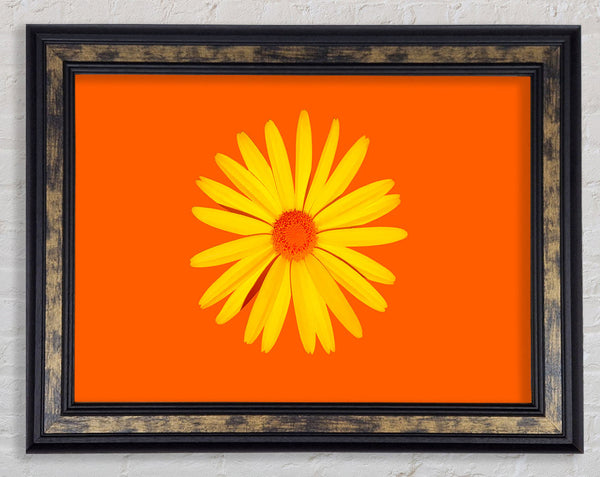Yellow Daisy Face On Orange Framed Print