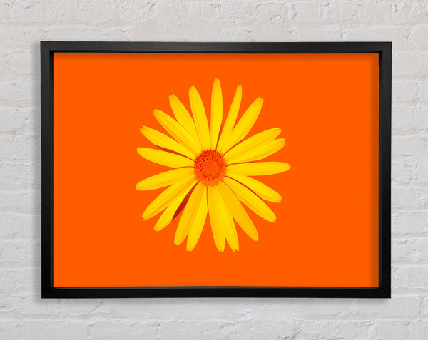 Yellow Daisy Face On Orange
