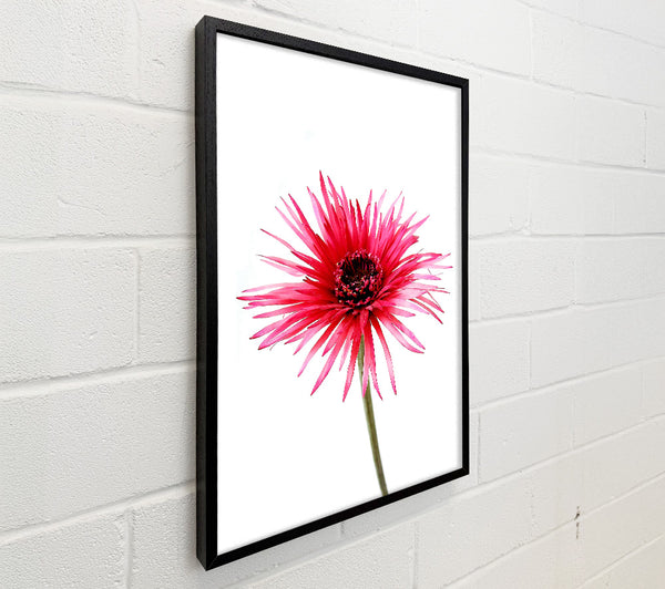Pink Feather Flower