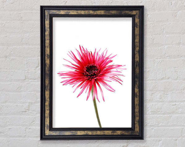 Pink Feather Flower Framed Print