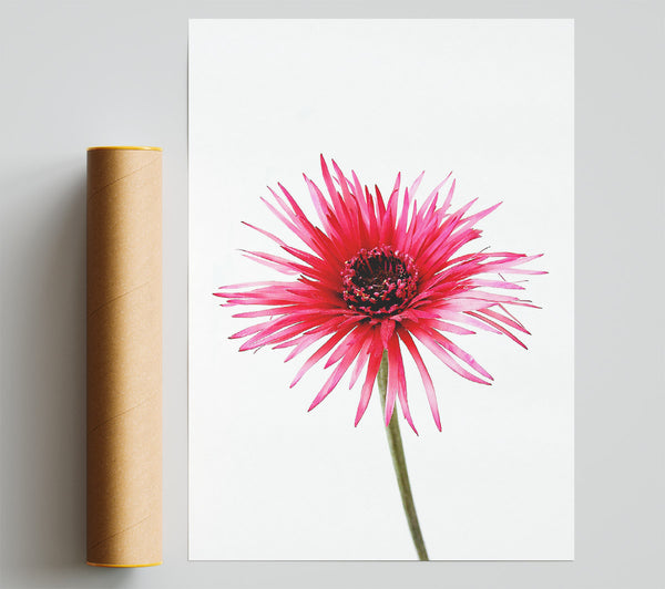 Pink Feather Flower Giclee Print