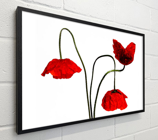 Stunning Trio Of Poppys