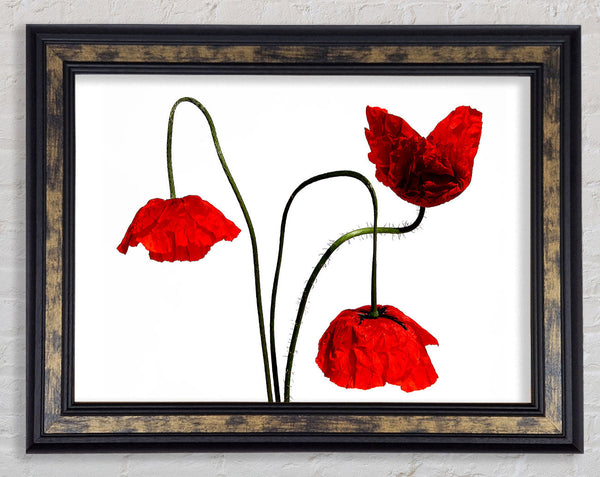 Stunning Trio Of Poppys Framed Print