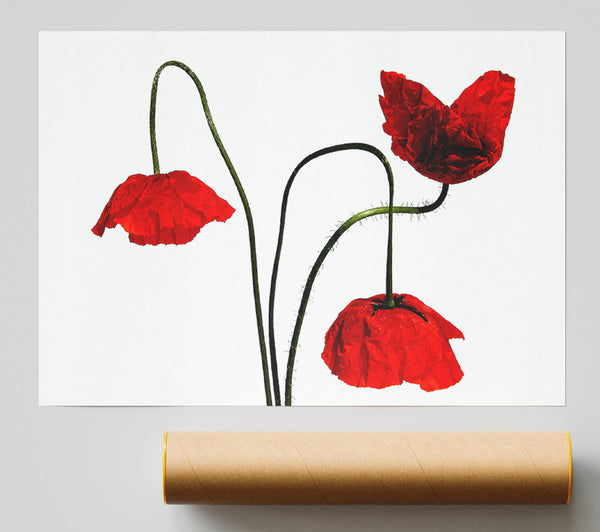 Stunning Trio Of Poppys Giclee Print