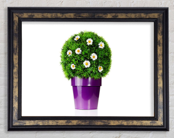 White Daisy Pot Framed Print