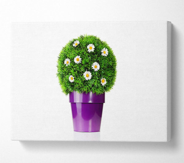 White Daisy Pot