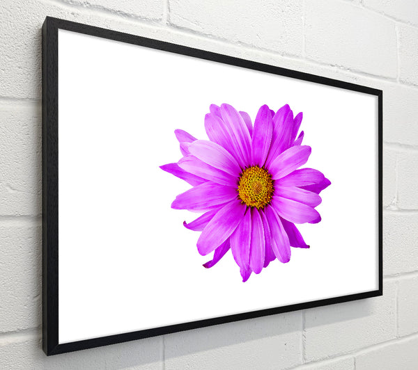 Pink Daisy On White