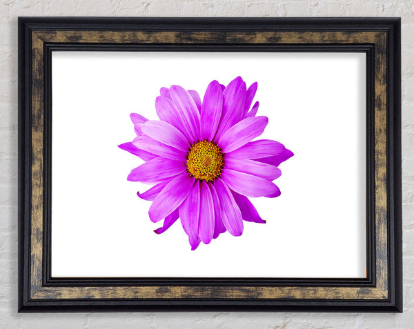Pink Daisy On White Framed Print
