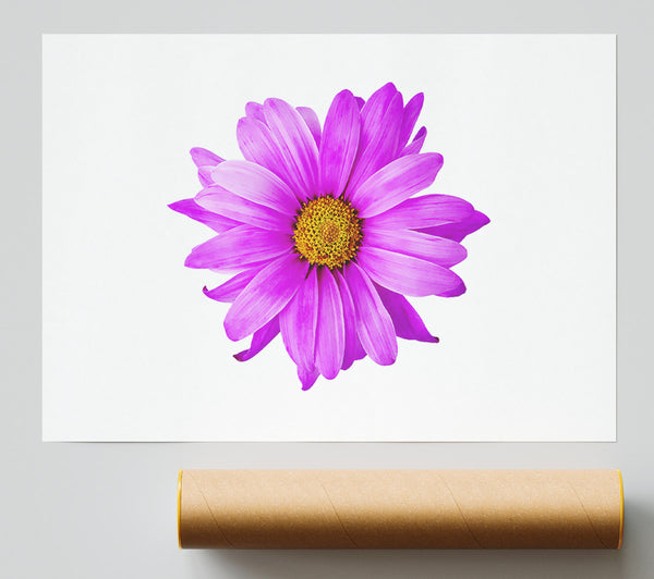 Pink Daisy On White Print
