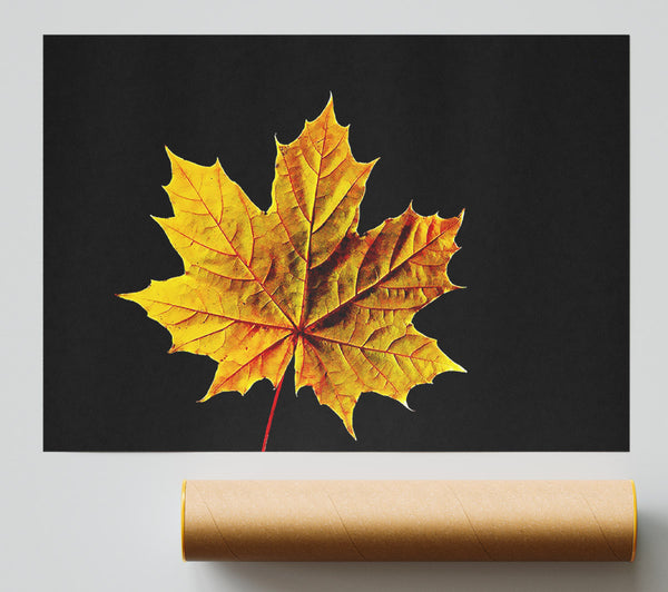 A Single Autumn Leaf Print