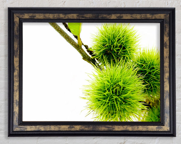 Green Pom poms Framed Print