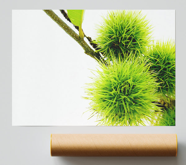 Green Pom Poms Poster