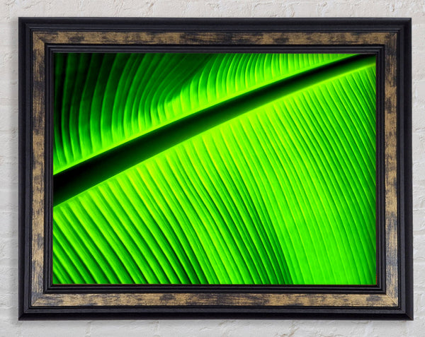 Light Of The Green Leaf Framed Print