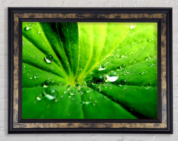 Sunlit Leaf Droplets Framed Print