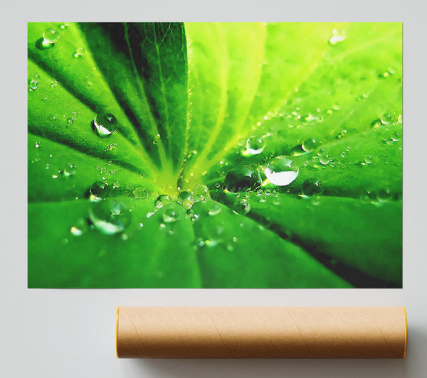 Sunlit Leaf Droplets Poster