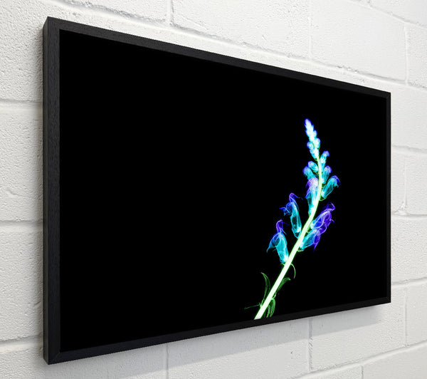 X-Ray Purple