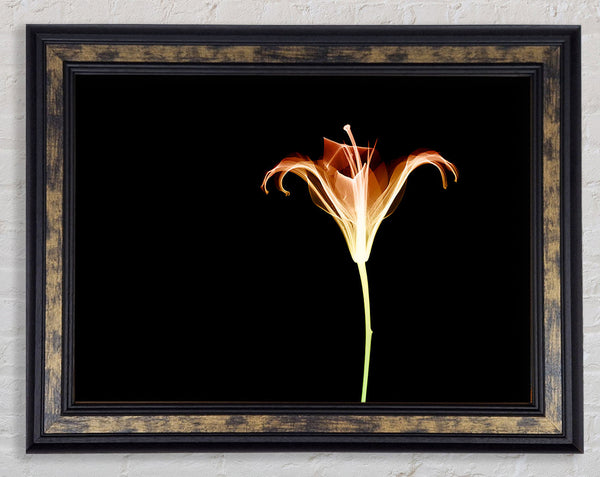 X-Ray Orange Framed Print
