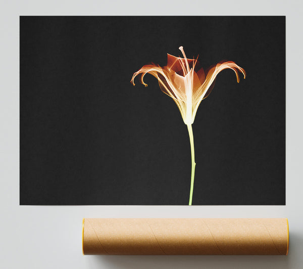 X-Ray Orange Giclee Print