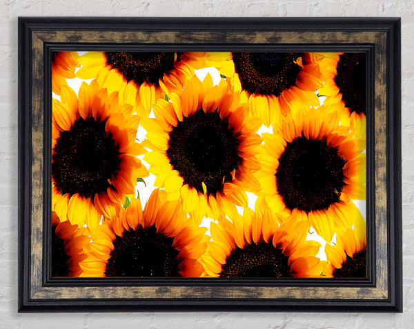 Sunflower Galore Framed Print