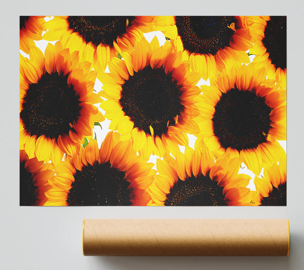 Sunflower Galore Giclee Print