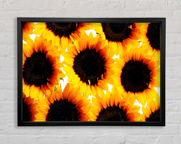 Sonnenblumen in Hülle und Fülle