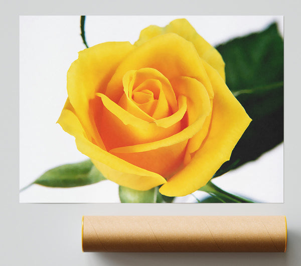 Yellow Rose Print