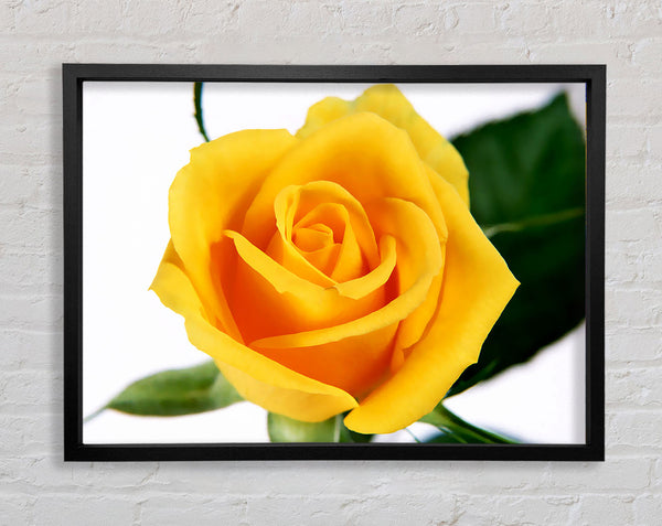 Gelbe Rose