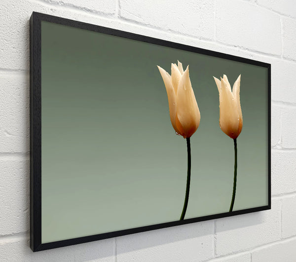 Stunning Cream Tulips
