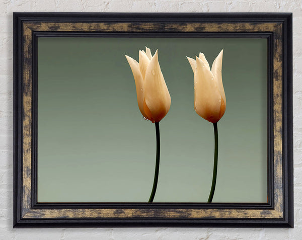Stunning Cream Tulips Framed Print