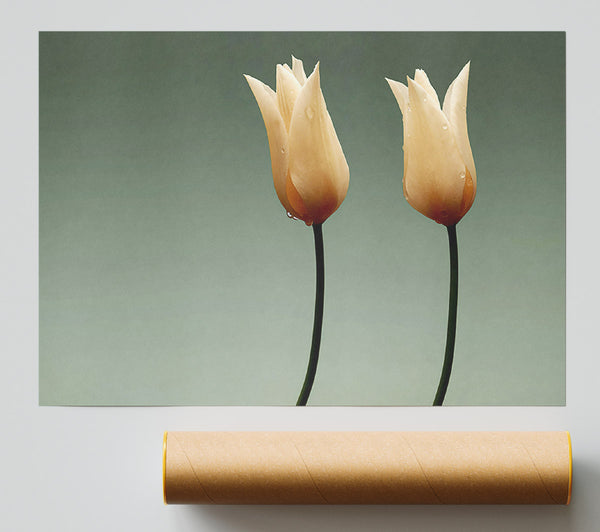 Stunning Cream Tulips Print