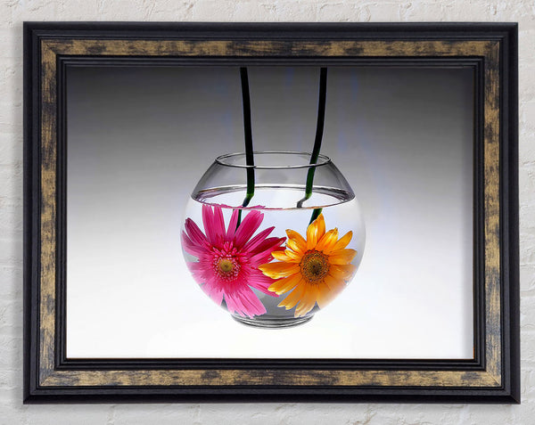 Gerbera Fishbowl B n W