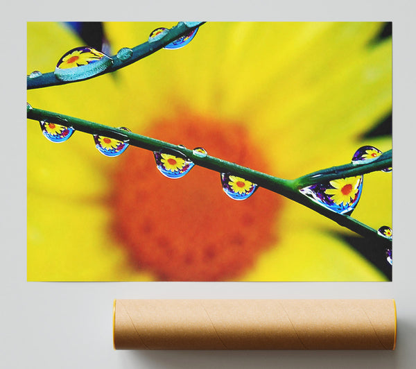 Dewdrop Reflections Print